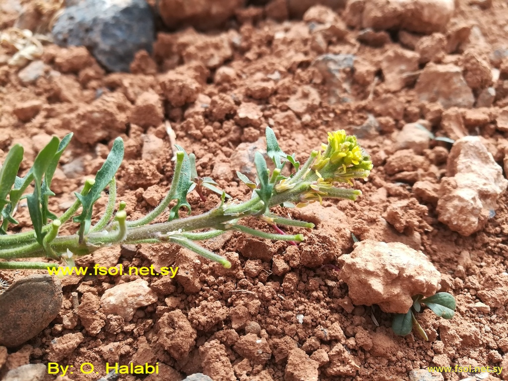 Sisymbrium runcinatum Lagr. ex D.C.